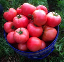 海泽拉在中国多地举办抗TY粉果番茄品种 –“ 罗拉 ” 现场会