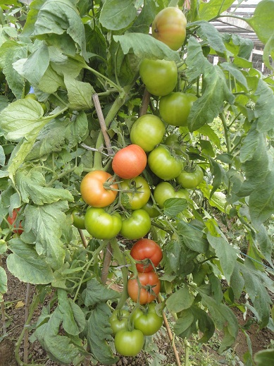 海泽拉隆重推出抗TY粉果番茄新品种