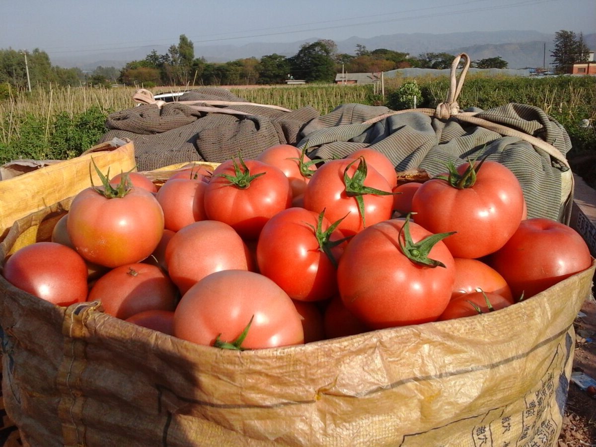 海泽拉抗TY粉果番茄品种“博雅”“罗拉”在云南露地种植获得成功