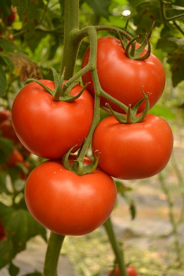 种植抗TY番茄品种，就是我的选择