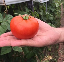 海泽拉红果番茄品种“桃乐斯”在赤峰拱棚试种成功