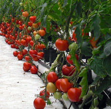 长货架期（LSL） 和番茄果实硬度会影响番茄的口味吗？