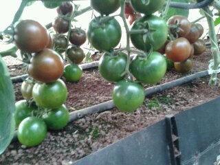 高番茄红素新品种 —-“HA 3713”介绍