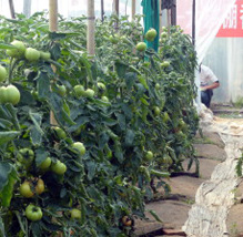海泽拉公司在饶阳召开粉果番茄品种“博雅”现场会