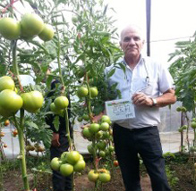 海泽拉在辽宁北票越夏茬试验成功红果番茄品种“巴宝莉”