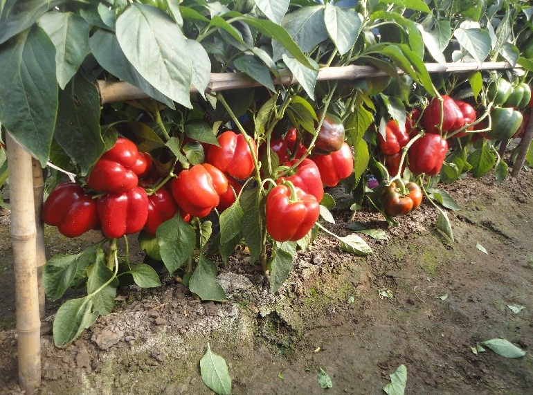 海泽拉最新推出红方椒新品种“红娜拉”