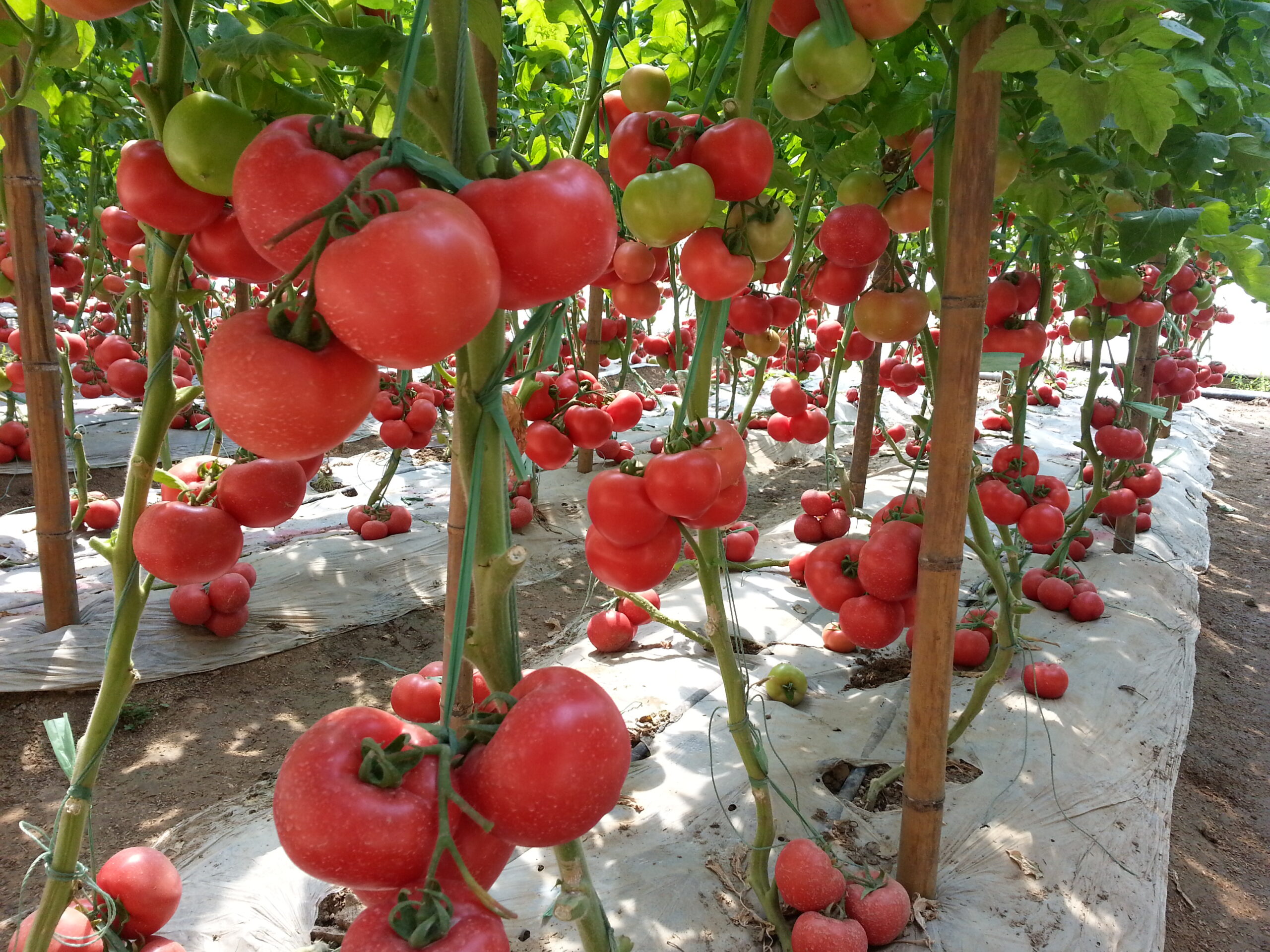 海泽拉在山东召开早春抗TY 粉果新品种 — “ 达利 ” 现场会。