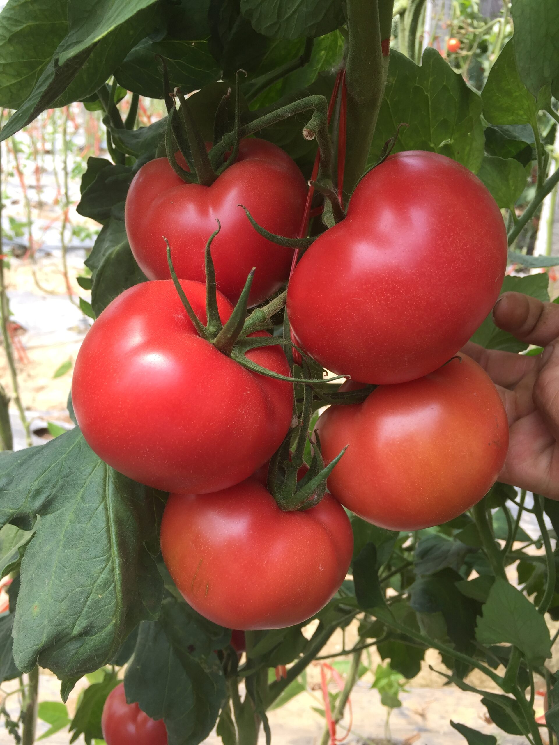 海泽拉在辽宁成功推出冬春茬粉果番茄品种 — 芬迪
