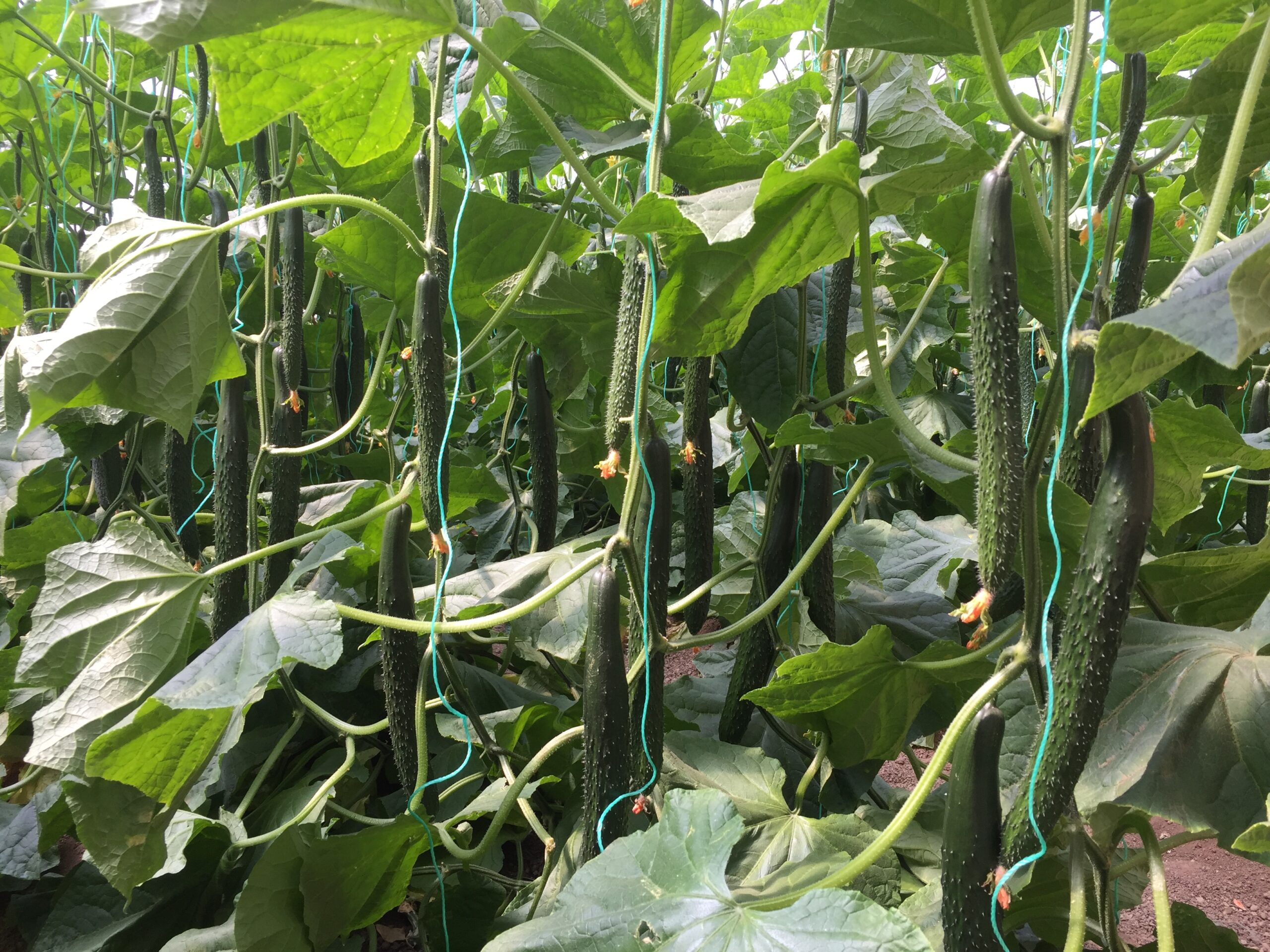 海泽拉推出第一个密刺黄瓜新品种