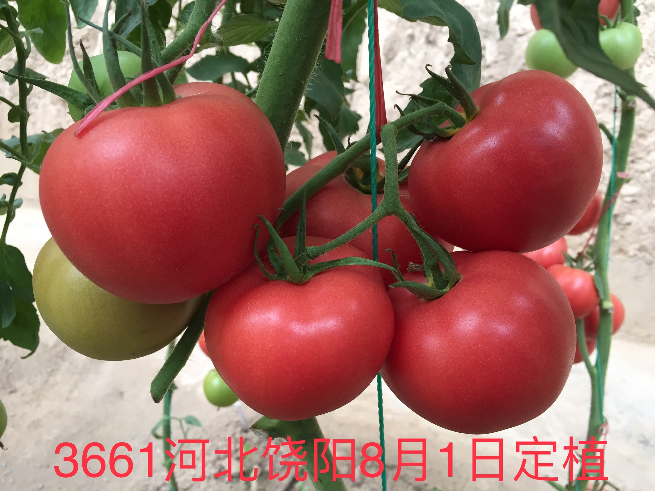 山东召开粉果新品种“福拉3661“现场会