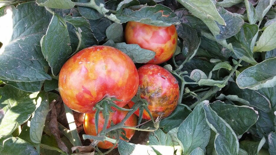 ToBRFV in Tomato Plants